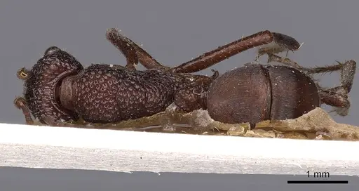 Rhytidoponera reticulata - CASENT0900523