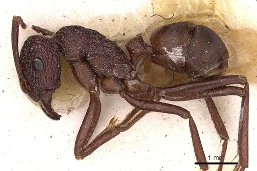 Rhytidoponera reticulata - CASENT0900523