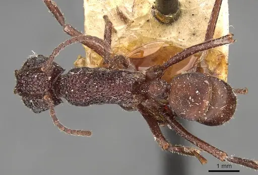 Rhytidoponera reticulata - CASENT0907161