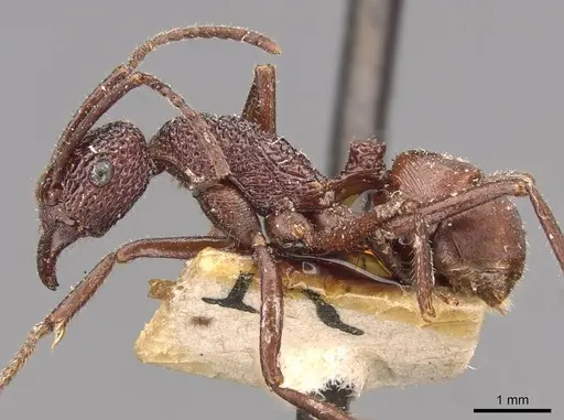 Rhytidoponera reticulata - CASENT0907161