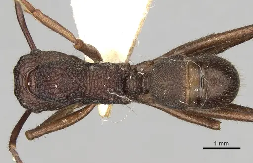 Rhytidoponera rotundiceps specimen