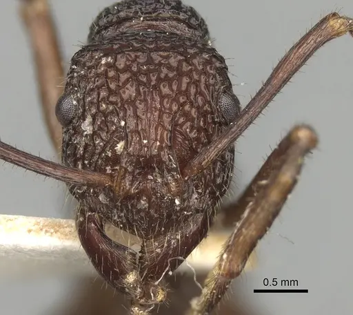 Rhytidoponera rotundiceps specimen