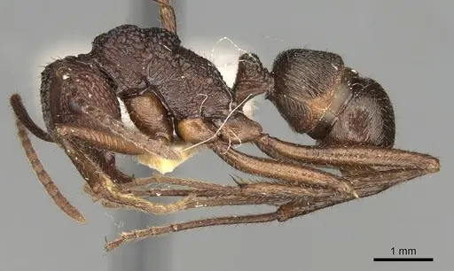 Rhytidoponera rotundiceps specimen