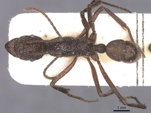 Rhytidoponera rotundiceps - CASENT0915143