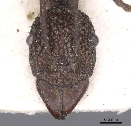 Rhytidoponera rotundiceps - CASENT0915143