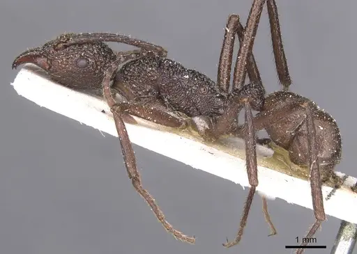 Rhytidoponera rotundiceps - CASENT0915143