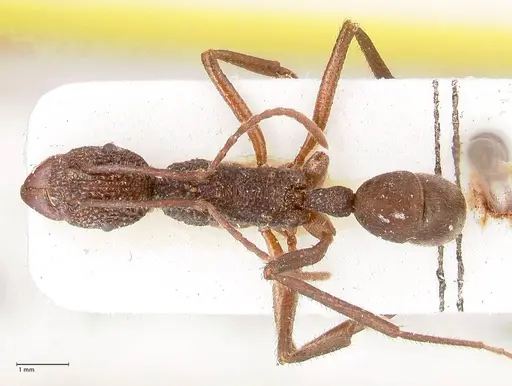 Rhytidoponera rotundiceps - FOCOL0886