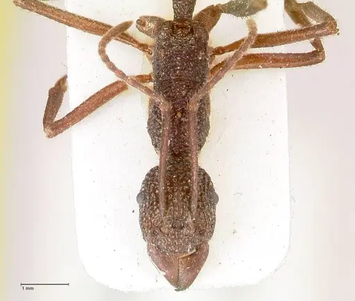 Rhytidoponera rotundiceps - FOCOL0886