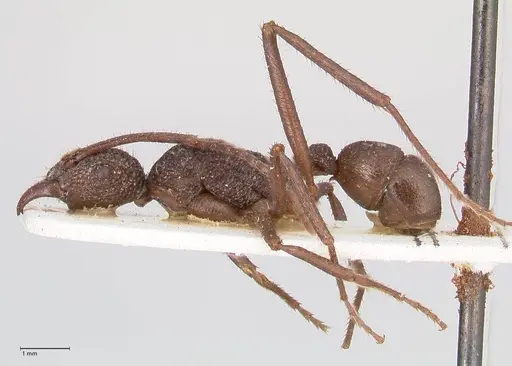 Rhytidoponera rotundiceps - FOCOL0886