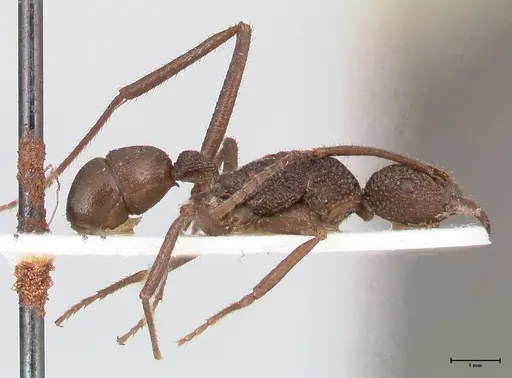 Rhytidoponera rotundiceps - FOCOL0886