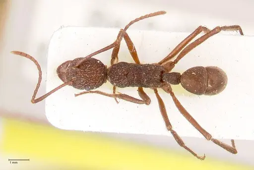 Rhytidoponera rotundiceps - FOCOL0887