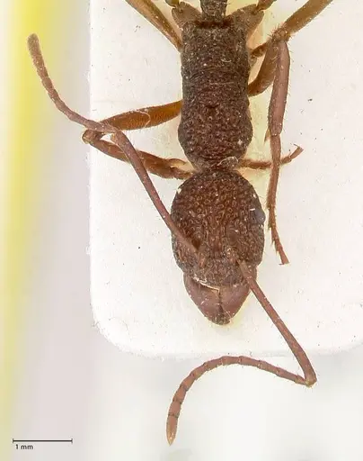 Rhytidoponera rotundiceps - FOCOL0887