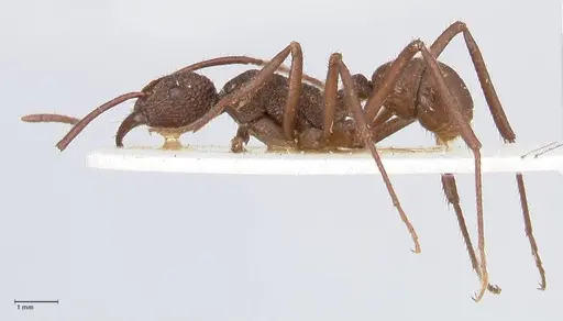 Rhytidoponera rotundiceps - FOCOL0887