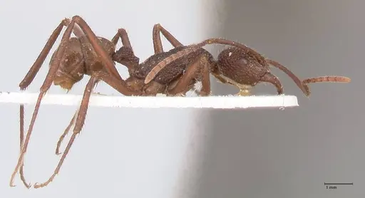 Rhytidoponera rotundiceps - FOCOL0887