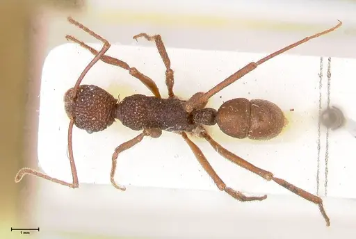 Rhytidoponera rotundiceps - FOCOL0888