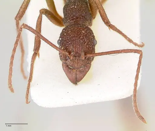 Rhytidoponera rotundiceps - FOCOL0888