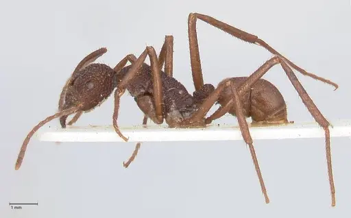 Rhytidoponera rotundiceps - FOCOL0888