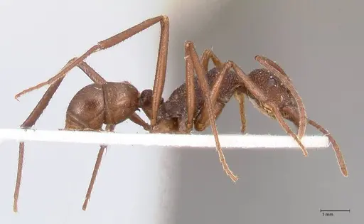 Rhytidoponera rotundiceps - FOCOL0888