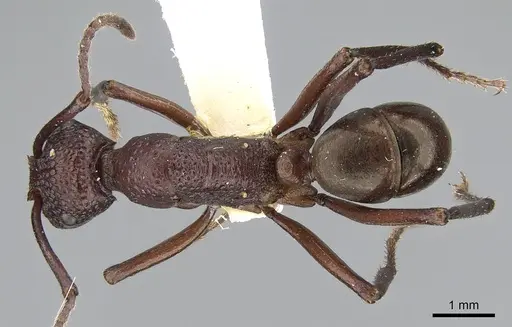 Rhytidoponera rufescens specimen