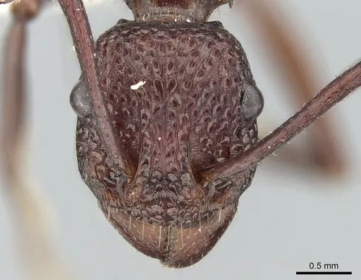 Rhytidoponera rufescens specimen