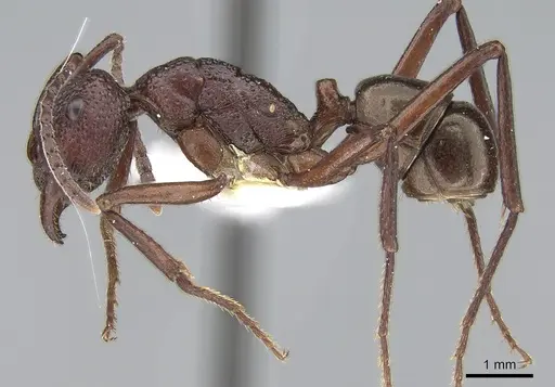 Rhytidoponera rufescens specimen