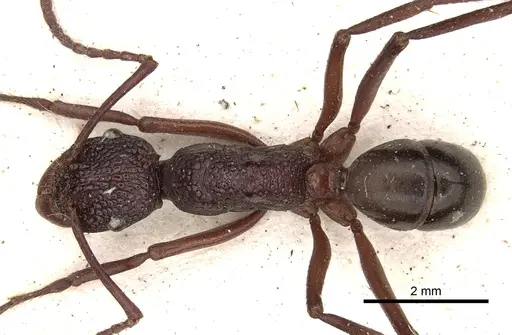 Rhytidoponera rufescens - CASENT0281822