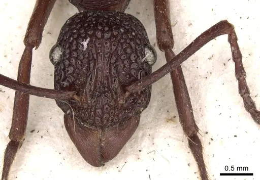 Rhytidoponera rufescens - CASENT0281822