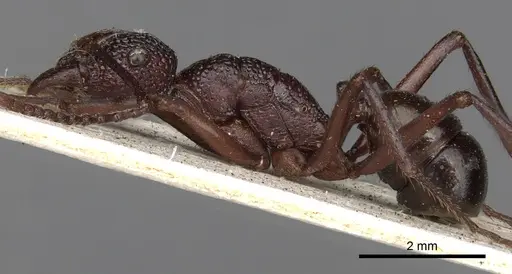 Rhytidoponera rufescens - CASENT0281822