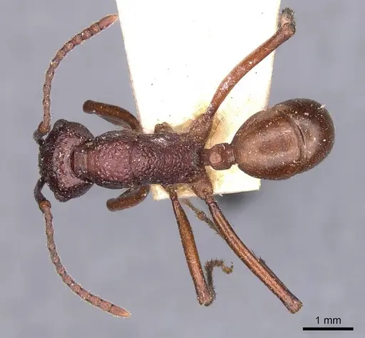 Rhytidoponera rufescens - CASENT0907138