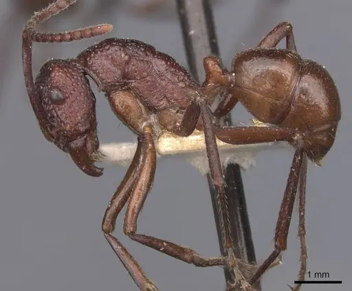 Rhytidoponera rufescens - CASENT0907138