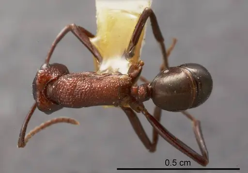 Rhytidoponera rufithorax specimen