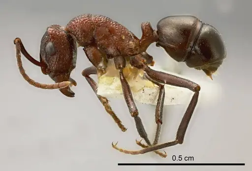 Rhytidoponera rufithorax specimen