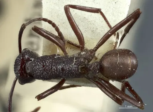 Rhytidoponera rufiventris specimen