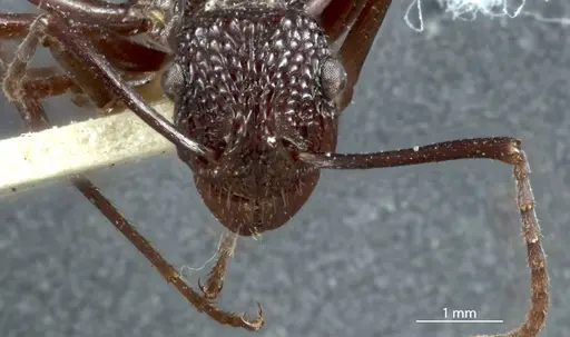 Rhytidoponera rufiventris specimen