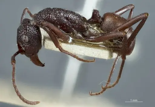 Rhytidoponera rufiventris specimen