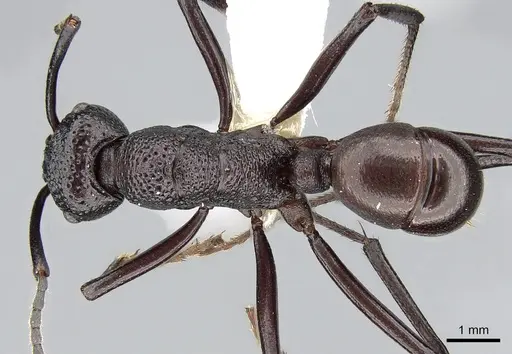 Rhytidoponera rufiventris - CASENT0281292