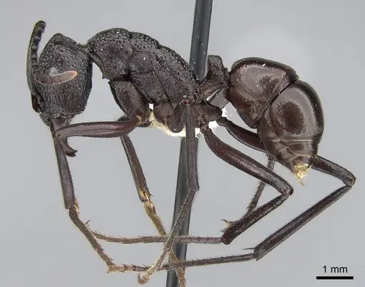 Rhytidoponera rufiventris - CASENT0281292