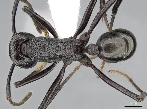 Rhytidoponera rufiventris - CASENT0281293