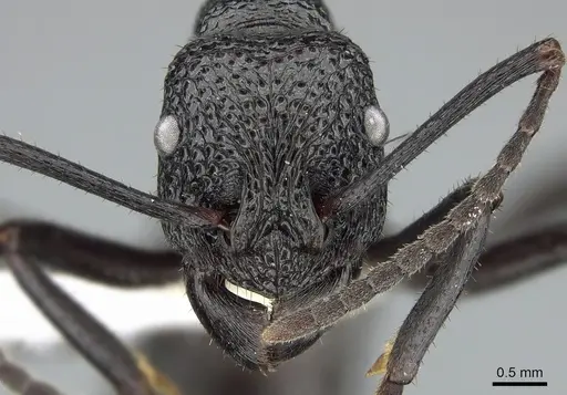 Rhytidoponera rufiventris - CASENT0281293