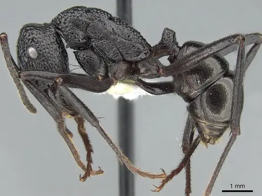 Rhytidoponera rufiventris - CASENT0281293