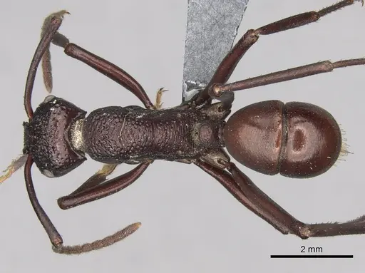 Rhytidoponera rufiventris - CASENT0281827