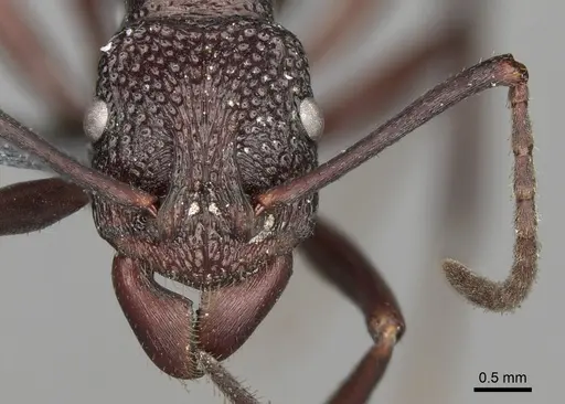 Rhytidoponera rufiventris - CASENT0281827