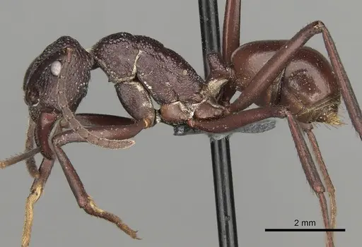 Rhytidoponera rufiventris - CASENT0281827