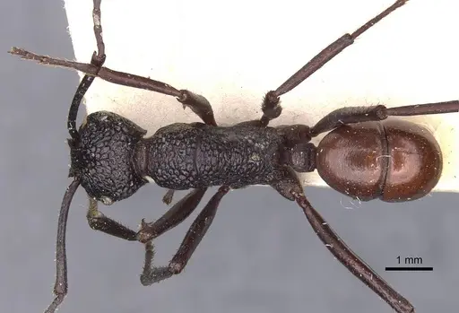 Rhytidoponera rufiventris - CASENT0907140