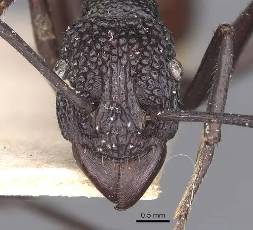 Rhytidoponera rufiventris - CASENT0907140