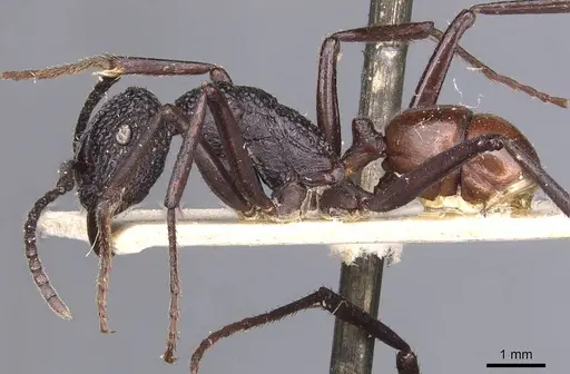 Rhytidoponera rufiventris - CASENT0907140