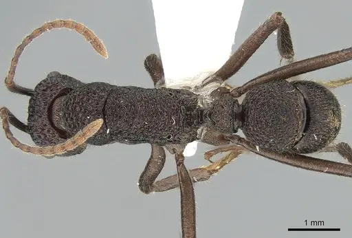 Rhytidoponera scaberrima specimen