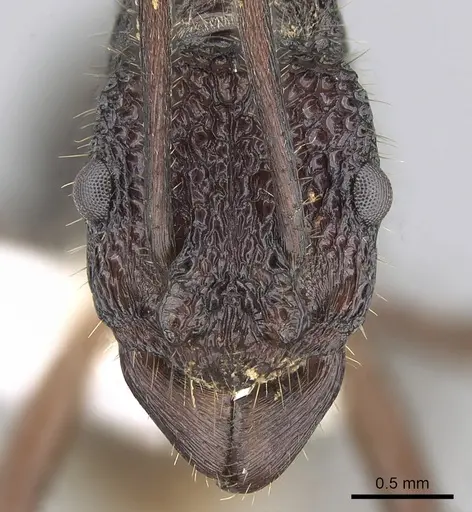 Rhytidoponera scaberrima specimen