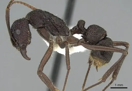 Rhytidoponera scaberrima specimen