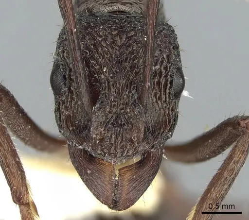 Rhytidoponera scaberrima - CASENT0281268